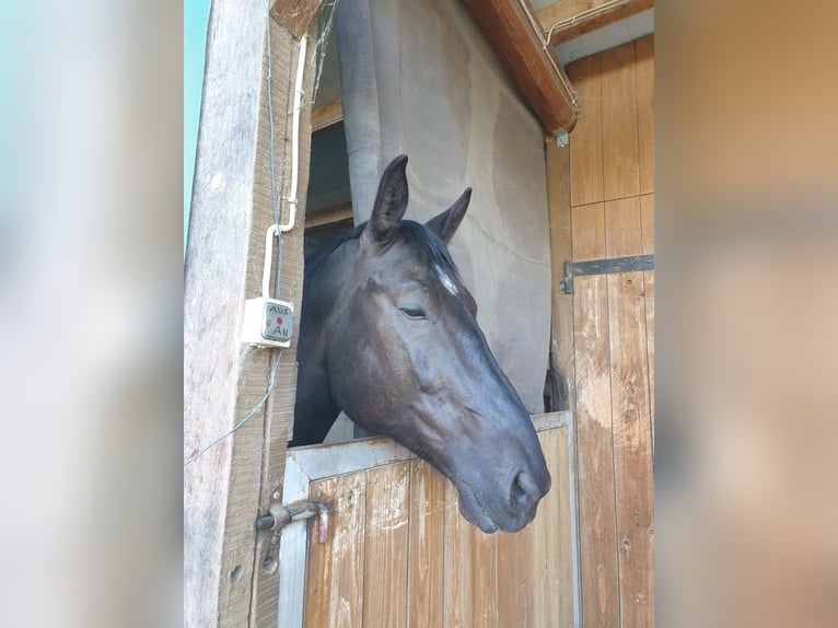 Zwaar warmbloed Ruin 8 Jaar 168 cm Zwart in Nördlingen