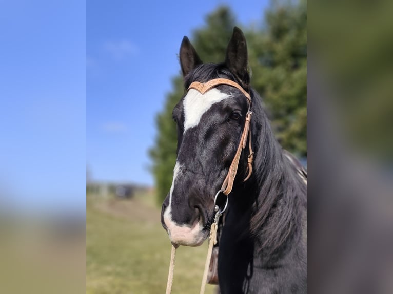 Zwaar warmbloed Ruin 9 Jaar 160 cm Zwart in Schollbrunn