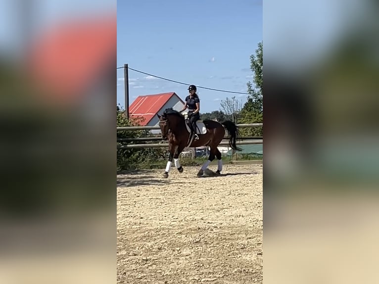 Zwaar warmbloed Ruin 9 Jaar 165 cm Bruin in Radeberg