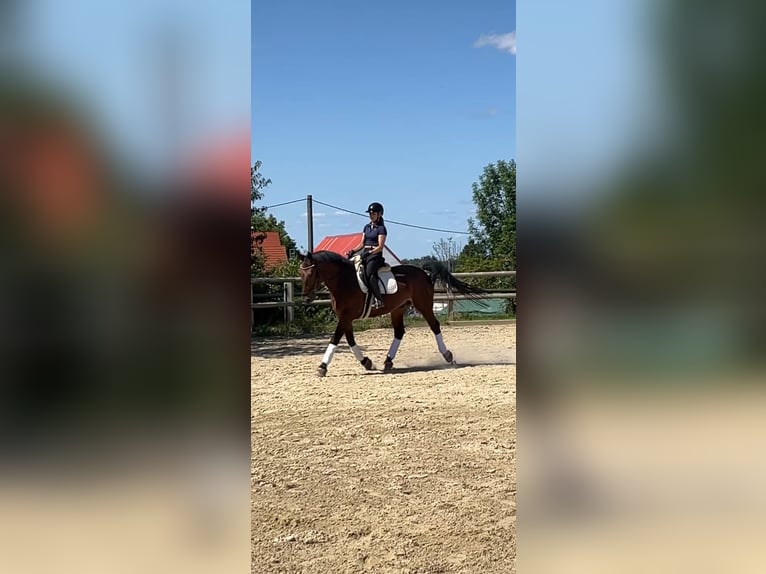 Zwaar warmbloed Ruin 9 Jaar 165 cm Bruin in Radeberg