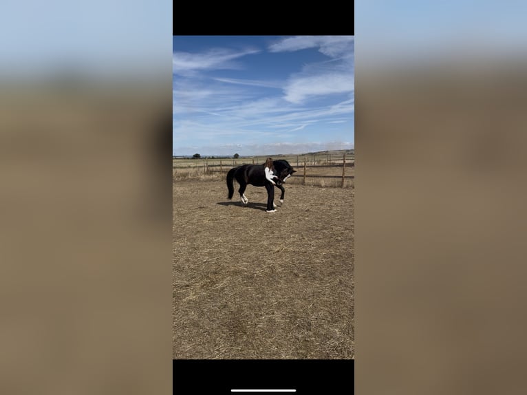 Zwaar warmbloed Ruin 9 Jaar 165 cm Donkerbruin in An der Schmücke