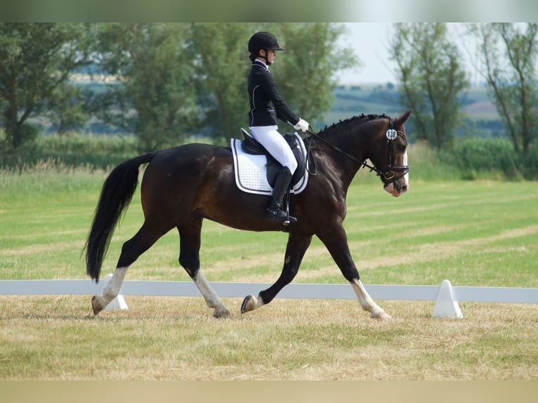 Zwaar warmbloed Ruin 9 Jaar 165 cm Donkerbruin in An der Schmücke