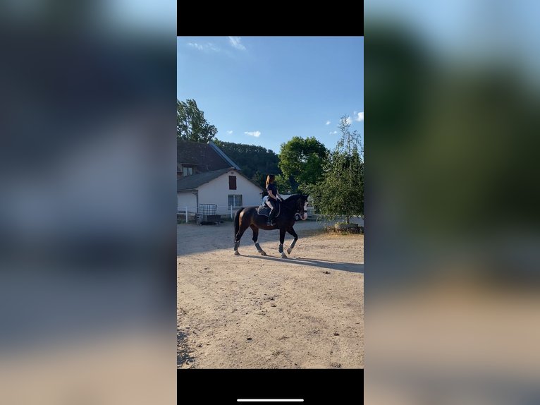 Zwaar warmbloed Ruin 9 Jaar 165 cm Donkerbruin in An der Schmücke