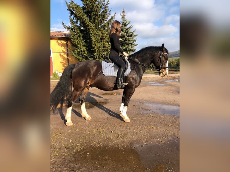 Zwaar warmbloed Ruin 9 Jaar 165 cm Donkerbruin in An der Schmücke