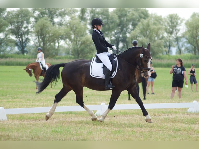 Zwaar warmbloed Ruin 9 Jaar 165 cm Donkerbruin in An der Schmücke