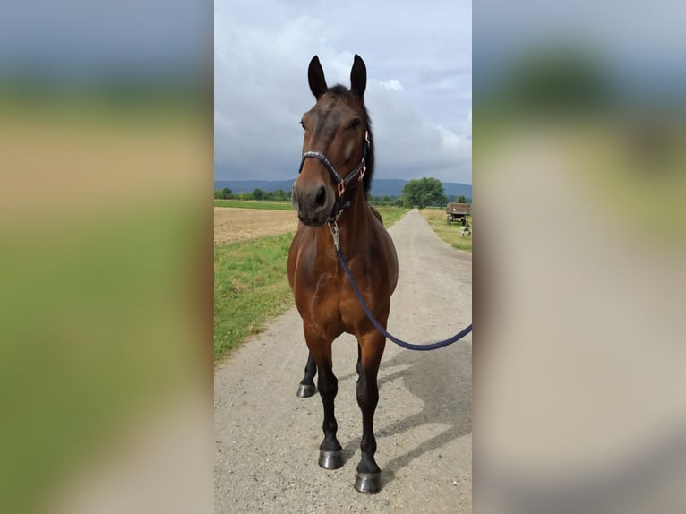 Zwaar warmbloed Ruin 9 Jaar 165 cm Donkerbruin in Springe