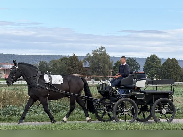 Zwaar warmbloed Ruin 9 Jaar 170 cm Zwart in Riedlingen