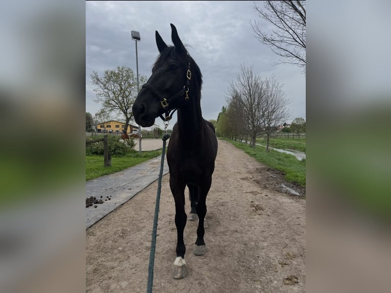 Zwaar warmbloed Ruin 9 Jaar 172 cm Zwart in Borsdorf