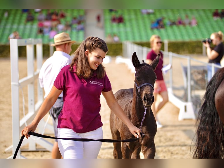 zwaar warmbloed uit Saksen-Thüringen Hengst Veulen (06/2025) 160 cm Zwart in Liebstadt