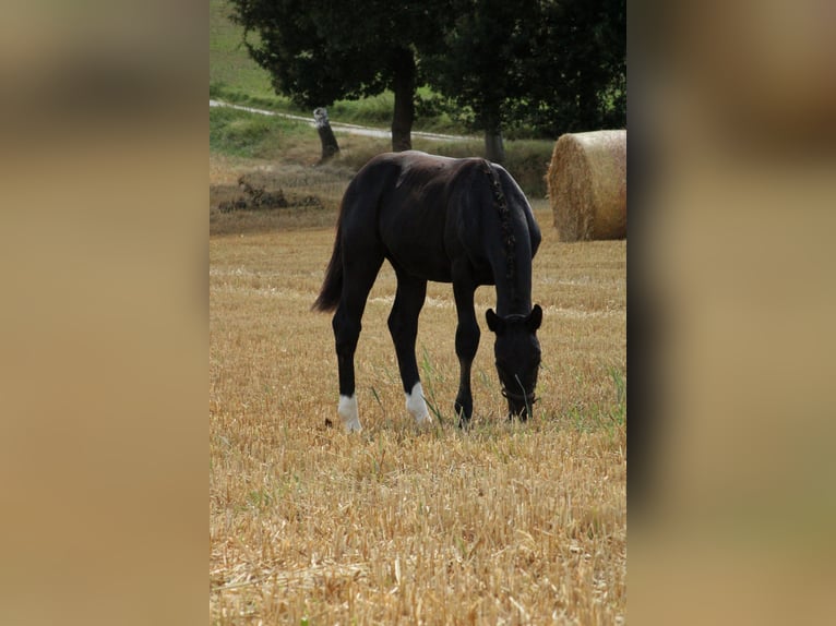 zwaar warmbloed uit Saksen-Thüringen Hengst Veulen (03/2025) 165 cm Zwart in Sohland an der Spree