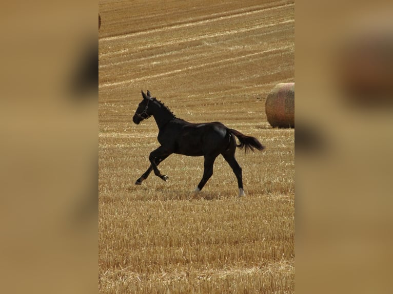 zwaar warmbloed uit Saksen-Thüringen Hengst Veulen (03/2025) 165 cm Zwart in Sohland an der Spree