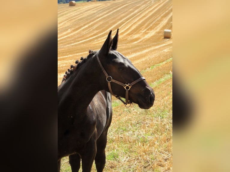 zwaar warmbloed uit Saksen-Thüringen Hengst Veulen (03/2025) 165 cm Zwart in Sohland an der Spree