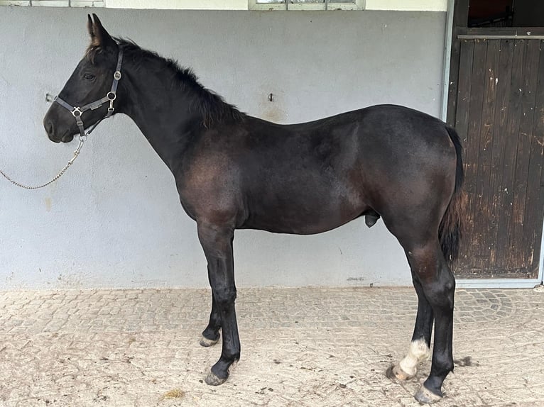 zwaar warmbloed uit Saksen-Thüringen Hengst veulen (03/2024) in Weißenberg