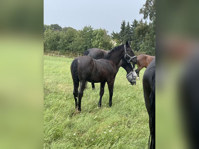 zwaar warmbloed uit Saksen-Thüringen Hengst Veulen (02/2025) Zwartbruin in CoswigCoswig