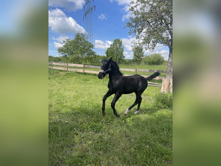zwaar warmbloed uit Saksen-Thüringen Hengst Veulen (02/2025) Zwartbruin in CoswigCoswig