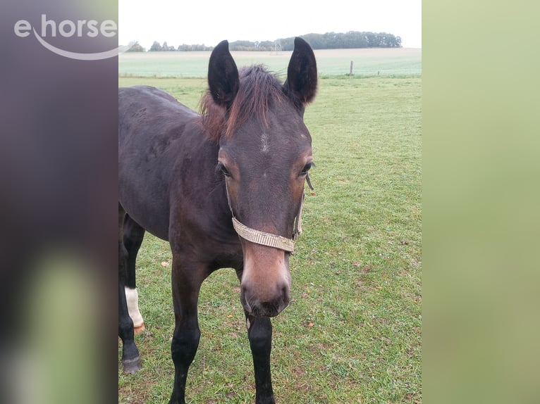 zwaar warmbloed uit Saksen-Thüringen Hengst Veulen (06/2026) Zwartbruin in Radibor OT Schwarzadler