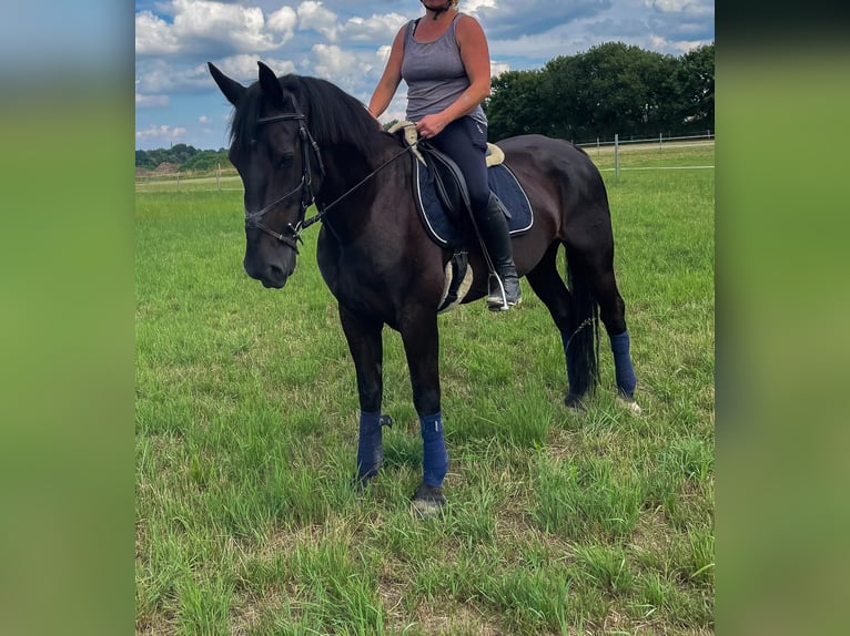 zwaar warmbloed uit Saksen-Thüringen Merrie 11 Jaar 163 cm Zwart in Neuenkirchen-Vörden