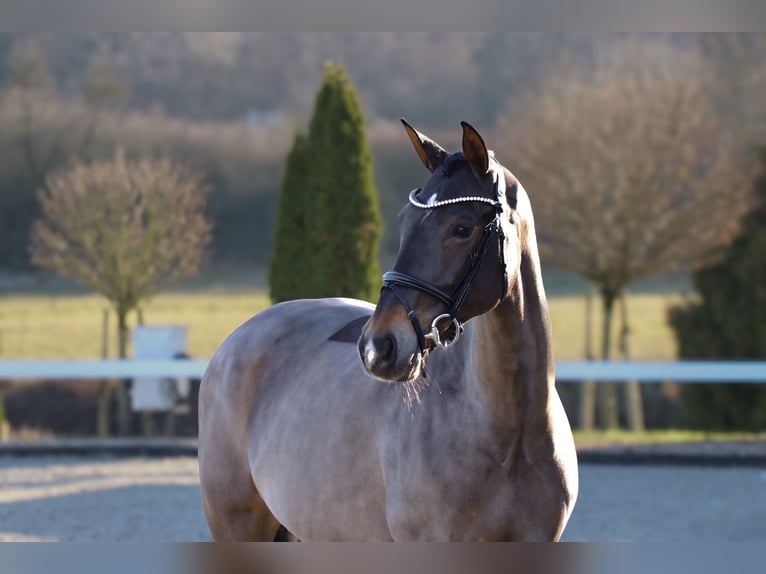 zwaar warmbloed uit Saksen-Thüringen Merrie 12 Jaar 165 cm Zwartbruin in Schw&#xE4;bisch Hall