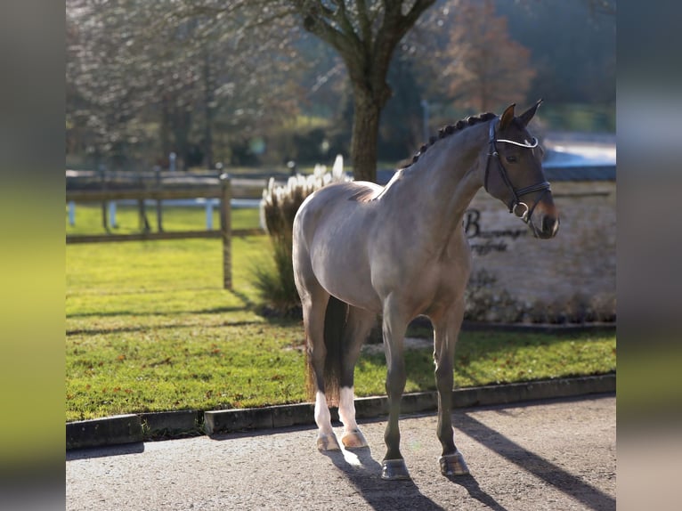 zwaar warmbloed uit Saksen-Thüringen Merrie 12 Jaar 165 cm Zwartbruin in Schw&#xE4;bisch Hall