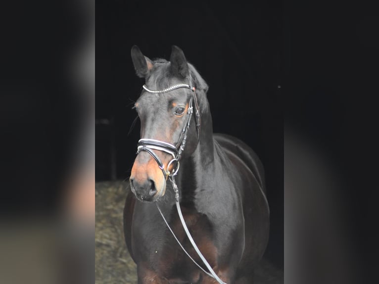 zwaar warmbloed uit Saksen-Thüringen Merrie 14 Jaar 164 cm Donkerbruin in Herbstein