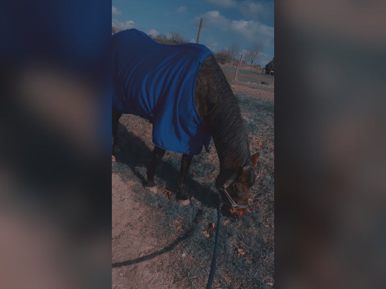 zwaar warmbloed uit Saksen-Thüringen Merrie 25 Jaar 165 cm Bruin in Halle