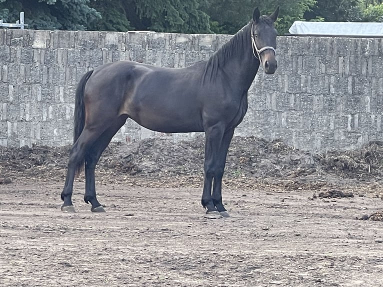 zwaar warmbloed uit Saksen-Thüringen Merrie 2 Jaar 161 cm Zwartbruin in Coswig