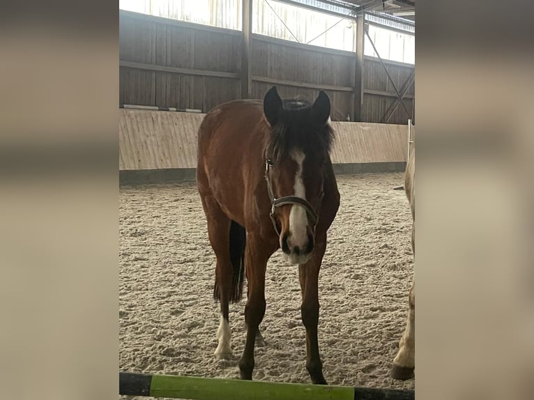 zwaar warmbloed uit Saksen-Thüringen Merrie 4 Jaar 155 cm Bruin in Selb
