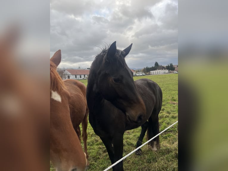 zwaar warmbloed uit Saksen-Thüringen Merrie 4 Jaar 160 cm Zwartbruin in Mechterstädt