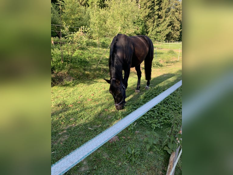 zwaar warmbloed uit Saksen-Thüringen Merrie 5 Jaar 162 cm Zwart in Zusmarshausen