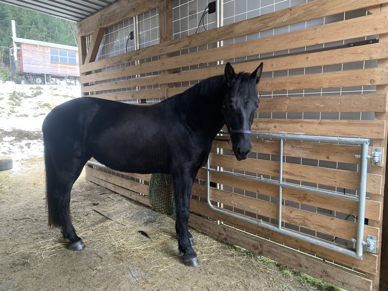 zwaar warmbloed uit Saksen-Thüringen Merrie 5 Jaar 162 cm Zwart in Zusmarshausen