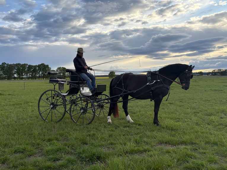 zwaar warmbloed uit Saksen-Thüringen Merrie 5 Jaar 163 cm Zwart in Schwanebeck