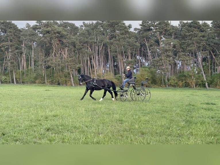 zwaar warmbloed uit Saksen-Thüringen Merrie 5 Jaar 163 cm Zwart in Schwanebeck
