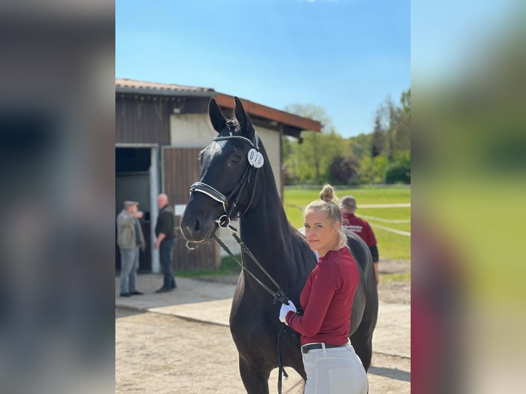 zwaar warmbloed uit Saksen-Thüringen Merrie 6 Jaar 165 cm Zwartbruin in Schorfheide