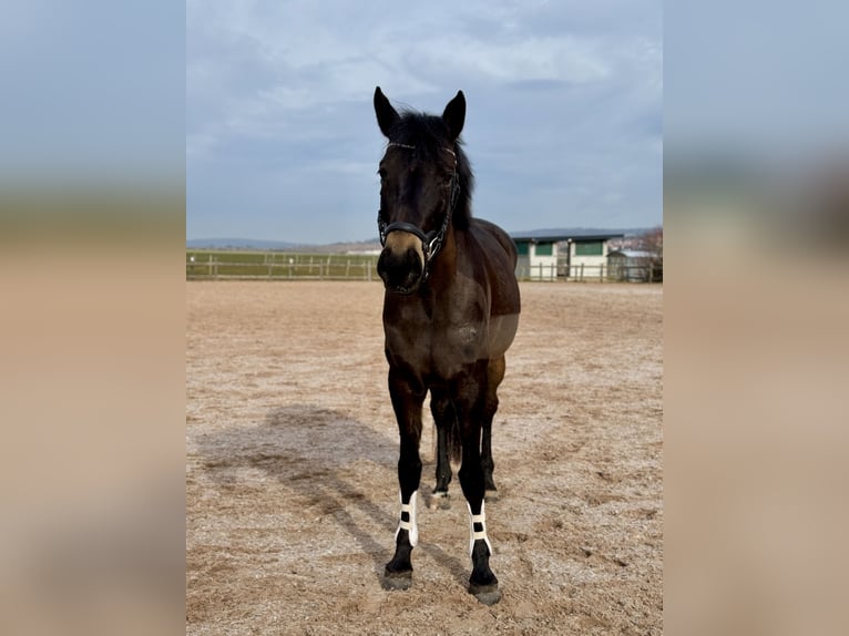zwaar warmbloed uit Saksen-Thüringen Merrie 6 Jaar 169 cm Donkerbruin in Bad Salzungen