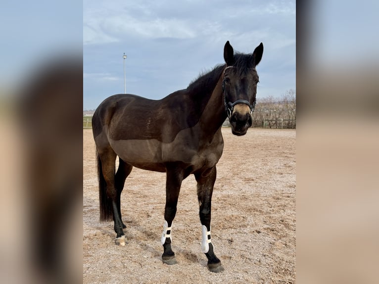 zwaar warmbloed uit Saksen-Thüringen Merrie 6 Jaar 169 cm Donkerbruin in Bad Salzungen