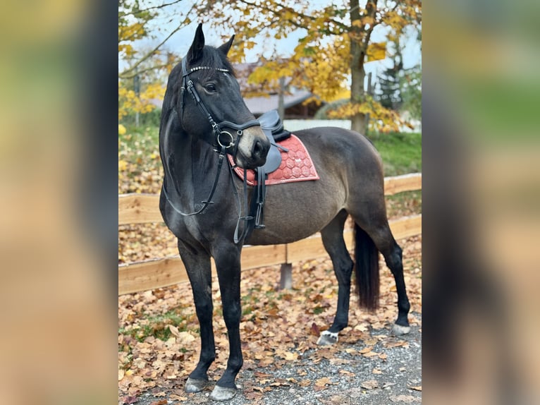 zwaar warmbloed uit Saksen-Thüringen Merrie 6 Jaar 169 cm Donkerbruin in Bad Salzungen