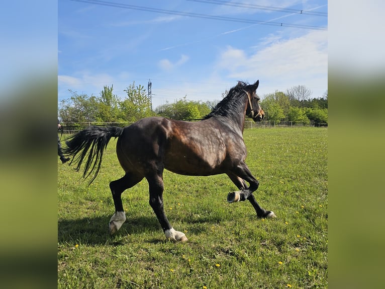 zwaar warmbloed uit Saksen-Thüringen Merrie 9 Jaar 165 cm Zwart in Weimar