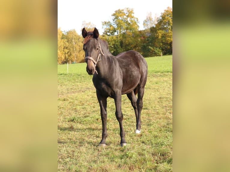zwaar warmbloed uit Saksen-Thüringen Merrie Veulen (05/2025) 160 cm Zwart in Bad Schandau