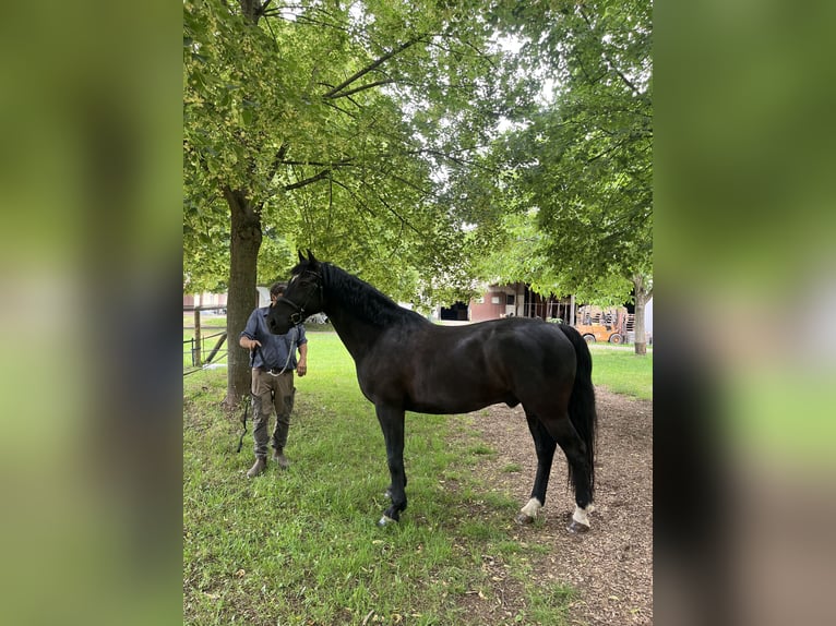 zwaar warmbloed uit Saksen-Thüringen Ruin 10 Jaar Zwart in Ladenburg