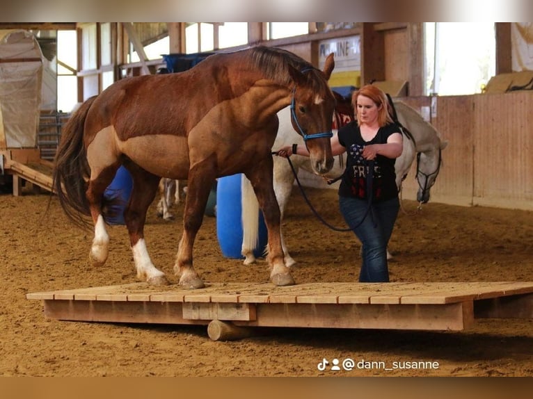 zwaar warmbloed uit Saksen-Thüringen Ruin 13 Jaar 167 cm Donkere-vos in Veitsbronn