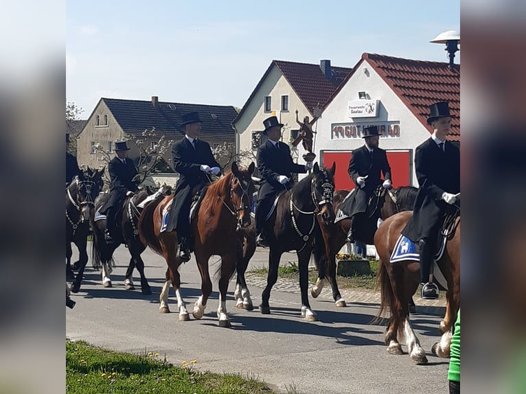 zwaar warmbloed uit Saksen-Thüringen Ruin 4 Jaar 173 cm Vos in Marienberg