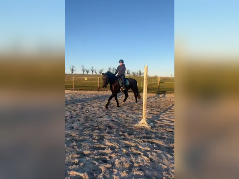 zwaar warmbloed uit Saksen-Thüringen Ruin 6 Jaar 165 cm Zwart in Otterwisch