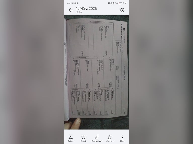 zwaar warmbloed uit Saksen-Thüringen Ruin 6 Jaar 165 cm Zwart in Otterwisch