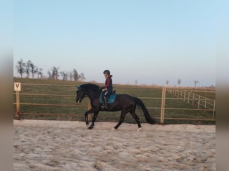 zwaar warmbloed uit Saksen-Thüringen Ruin 6 Jaar 165 cm Zwart in Otterwisch