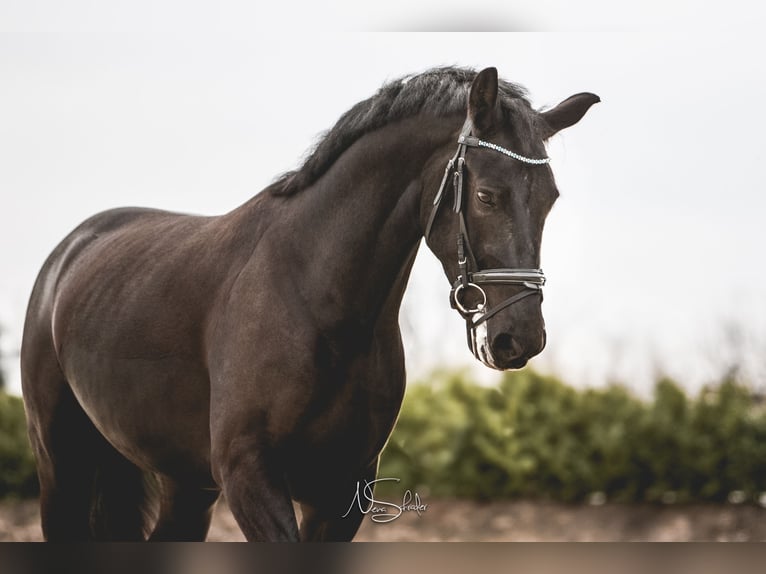zwaar warmbloed uit Saksen-Thüringen Ruin 6 Jaar 165 cm Zwart in Otterwisch