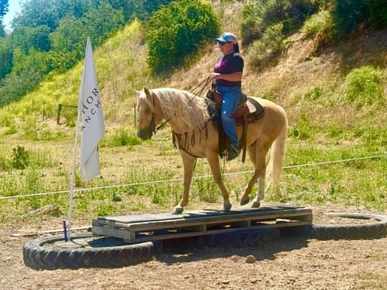 zwaar warmbloed uit Saksen-Thüringen Ruin 7 Jaar 142 cm Palomino in Tres Pinos