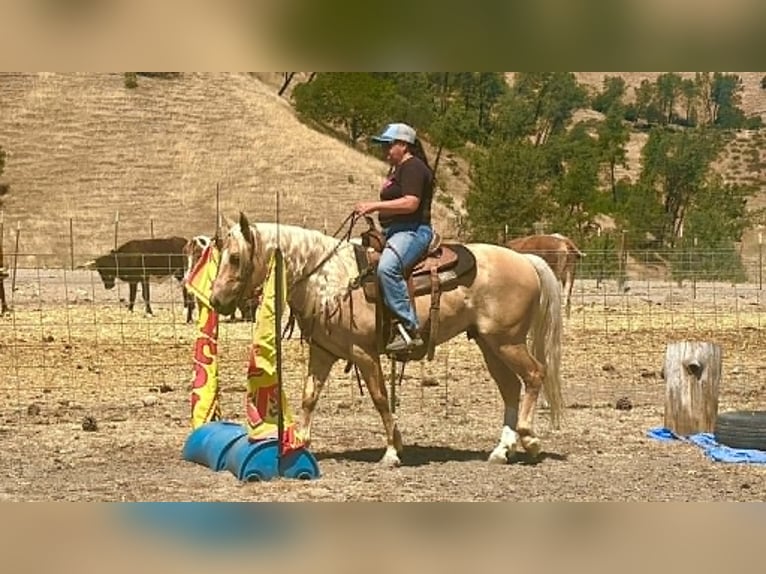 zwaar warmbloed uit Saksen-Thüringen Ruin 7 Jaar 142 cm Palomino in Tres Pinos