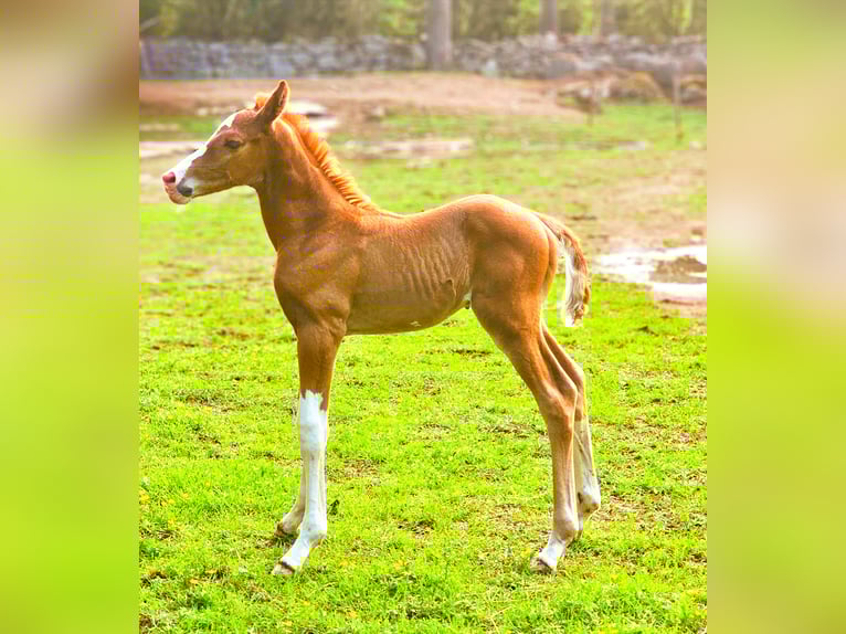 Zweeds warmbloed Hengst 1 Jaar 168 cm Donkere-vos in Backaryd