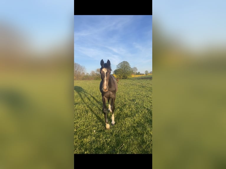 Zweeds warmbloed Hengst 1 Jaar 169 cm Appelschimmel in Sjöbo