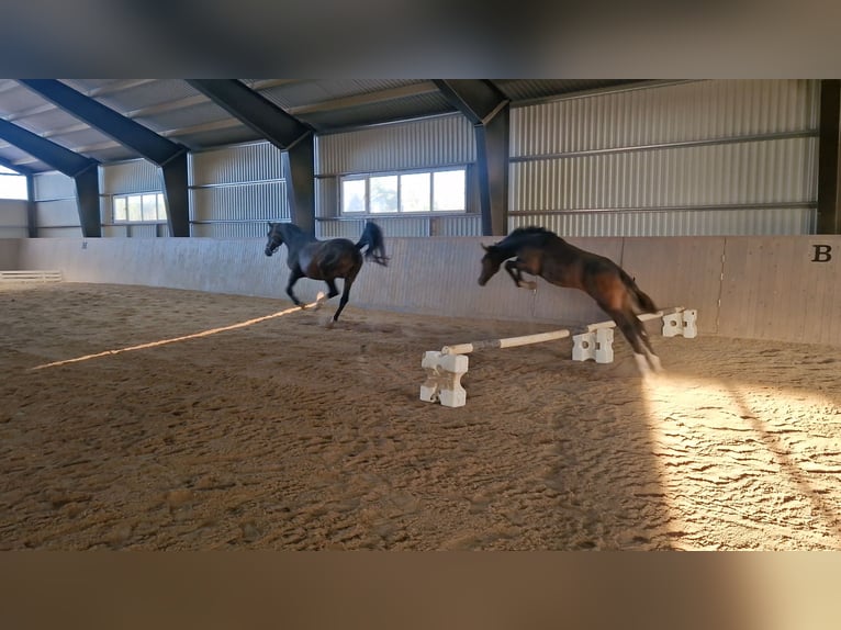 Zweeds warmbloed Hengst 1 Jaar 170 cm Donkerbruin in Västerås